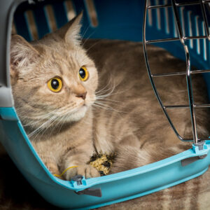 cat in crate looking out