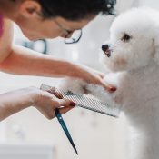 small bichon frise in a dog grooming studio get nails clipped