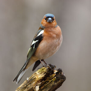 chaffinch on a tree branch