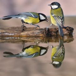 great tit drinking water