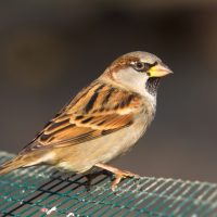 Petmania House Sparrow2