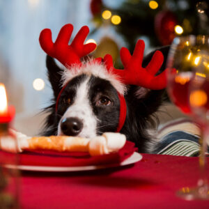 Close-up portrait of a dog wearing reindeer‘s horns celebrating Christmas. Bone on a plate as a treat on served holiday table. Christmas vibes