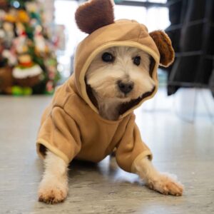 west highland terrier sitting on Petmania shop floor wearing Happy Pet Magical Forest Bear Outfit for Christmas