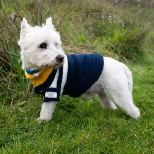 West Highland White Terrier wearing Joules Coastal Dog Jumper outside in a green area