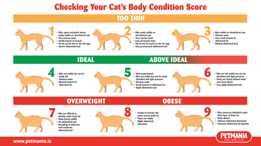 What is Your Cat's Body Condition Score? Find Out Here. • Petmania