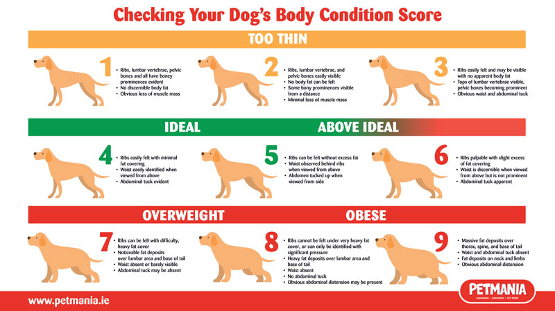 What is Your Dog's Body Condition Score? Find Out Here. • Petmania