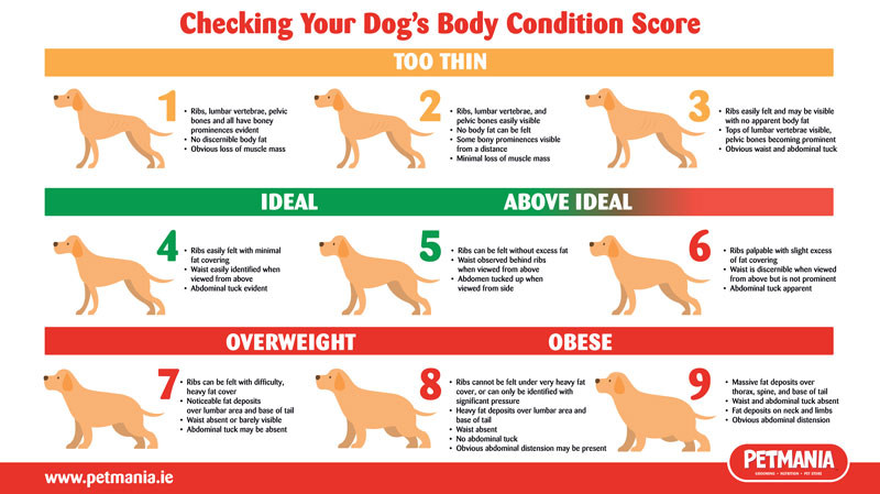 How to Determine Your Dog's Healthy Weight and Body Condition