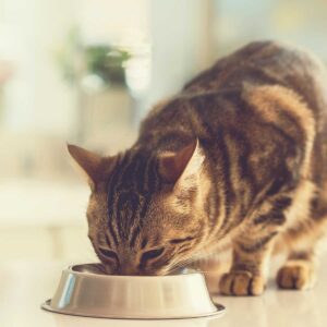 cat eating from a food bowl