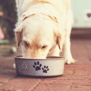 golden retiever with sensitive skin eating from a food bowldue to food allergy