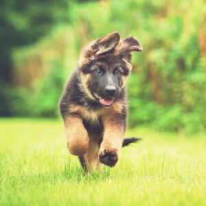 german-shepherd-puppy-running