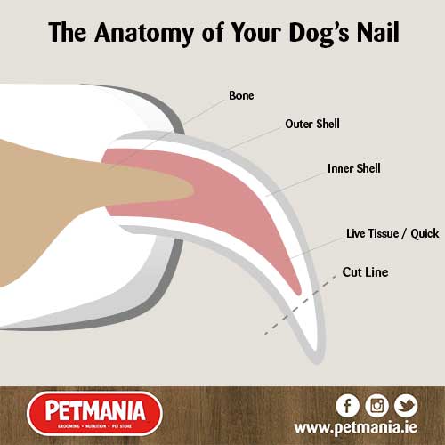 How to Clip Dog Nails — Dr. Chuck Books