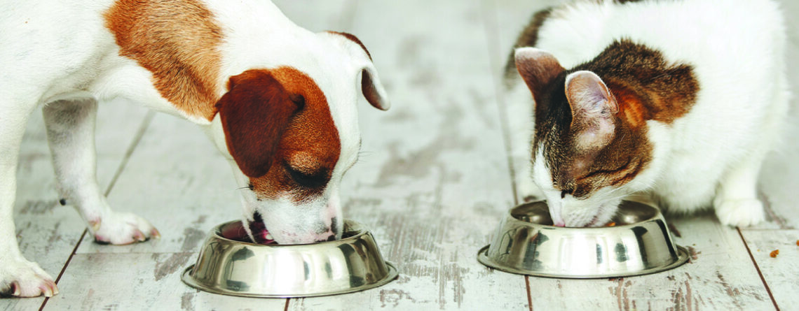 choosing pet food dog and cat eating cover