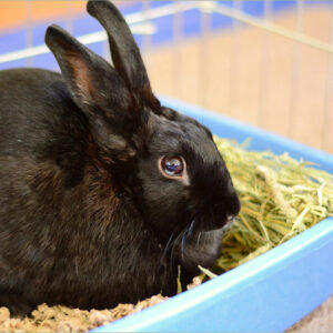 black bunny rabbit sitting in a blue hay box