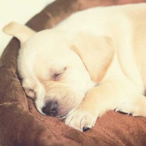 Shop-Dog-Beds