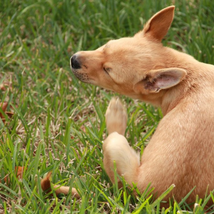 young dog with an allergy scratching himself in a field during the summer