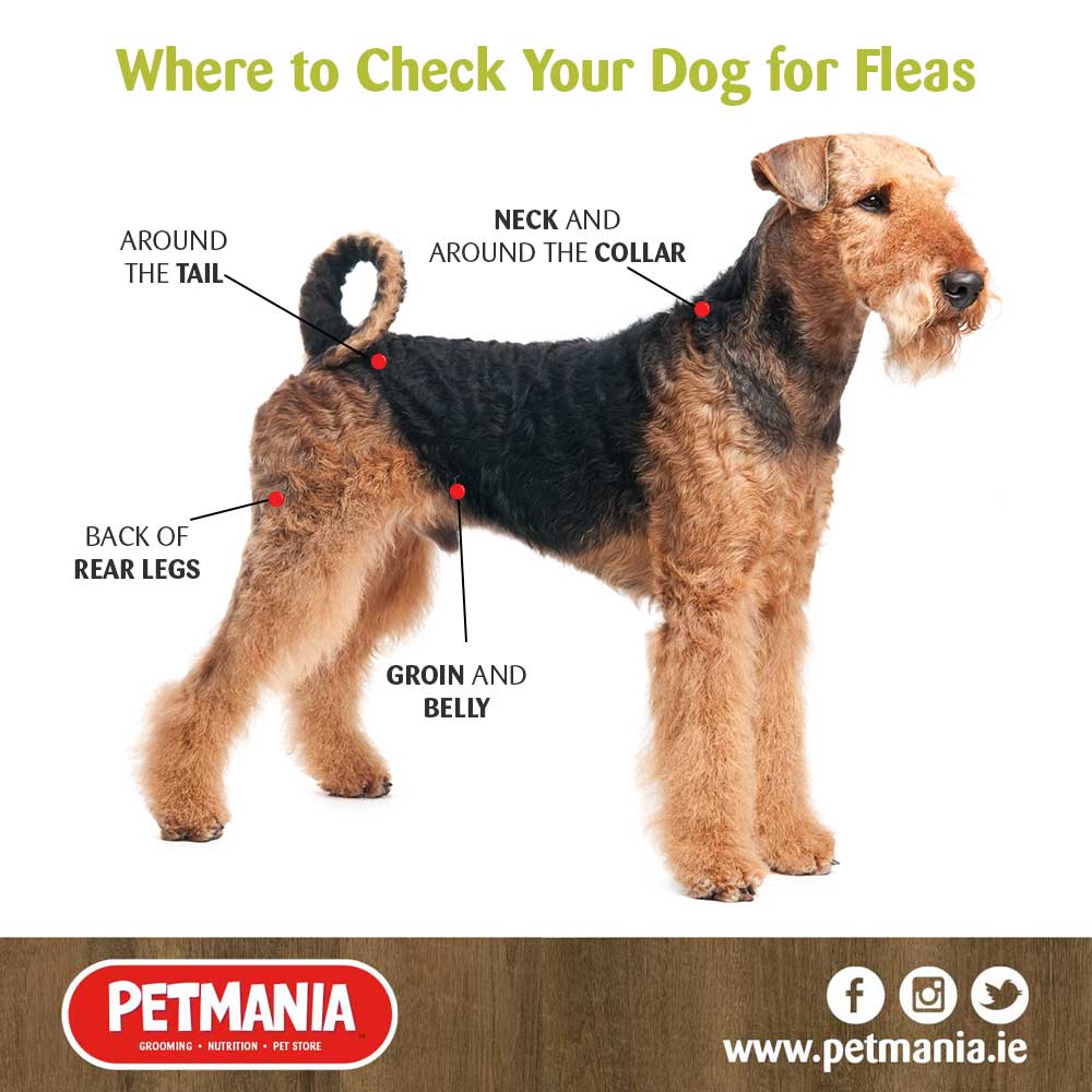 where-to-check-your-pet-for-fleas