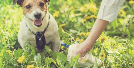 Pet owner cleaning up dog's poop