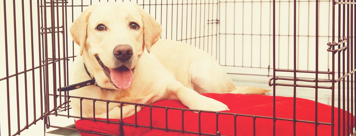 Happy labrador dog lying in his crate on a red bed