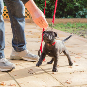puppy on a red lead looking at a treat given to him by his owner