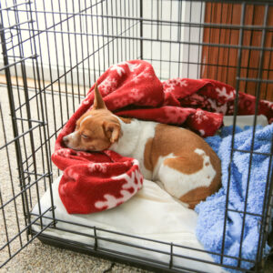 A chihuahua puppy sleeping in her crate