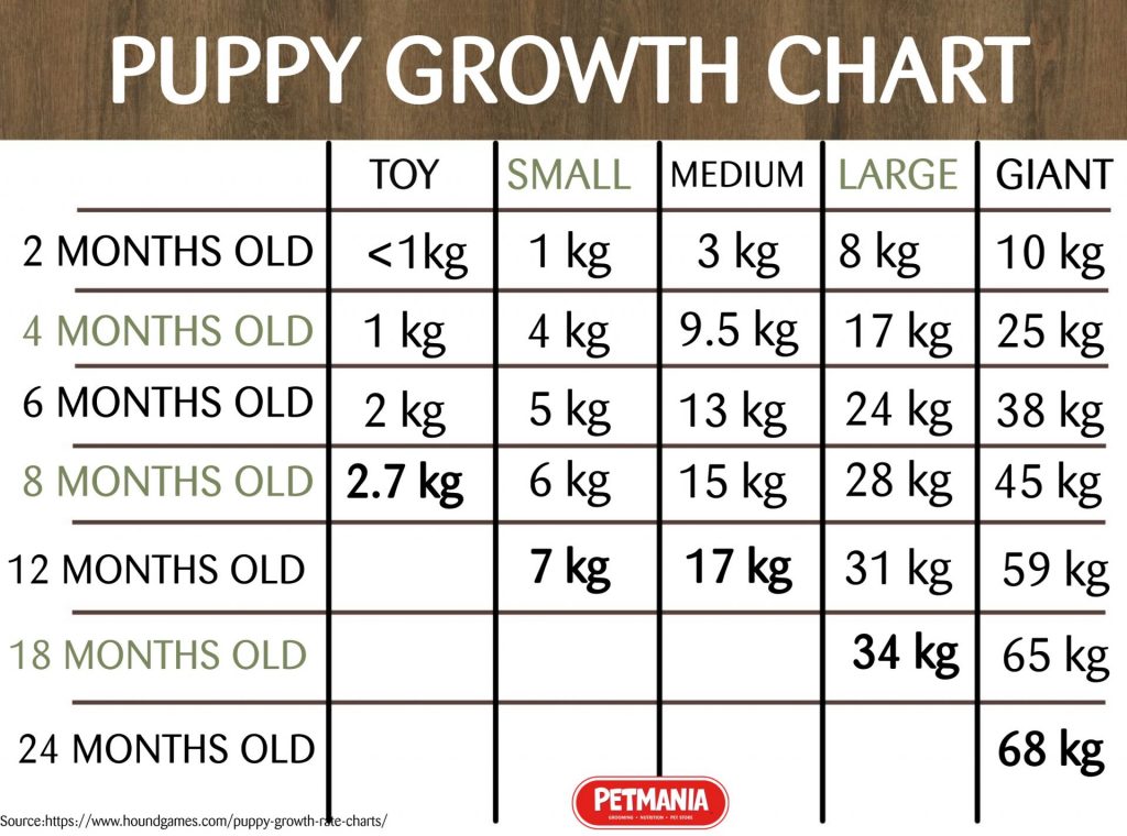 How To Tell if your Puppy is Growing Okay • Puppy Care • Petmania