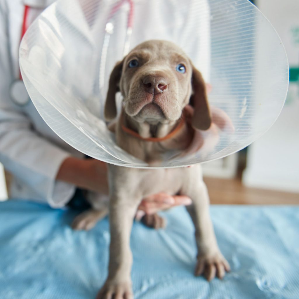 Puppy wearing a cone collar in a vets office after being neutered
