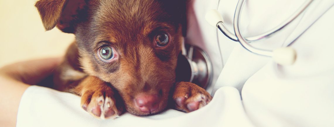 little brown puppy in the arms of a vet waiting for his vaccinations