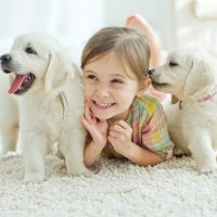 small girl child laughing and smiling with two cute labrador puppies beside her