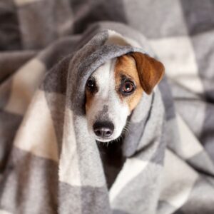 Anxious Jack russell dog hiding under covers during bad weather
