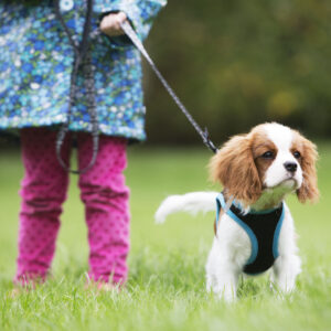 puppy on a lead with a young girl