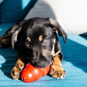 young rottweiler puppy chewing on a kong toy