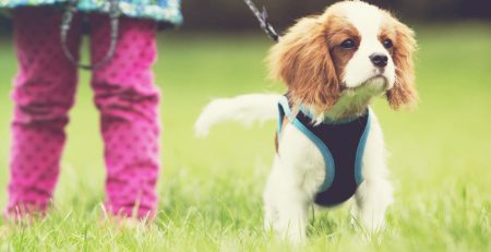 young cocker spaniel puppy on a lead being trained by owner