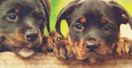 two young rottweiler puppies looking over a fence