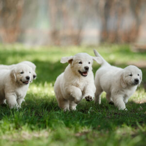 Little puppies Golden retriever, running around, playing in the summer park