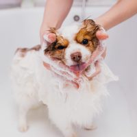 puppy getting a bath during his first visit to the grooming studio