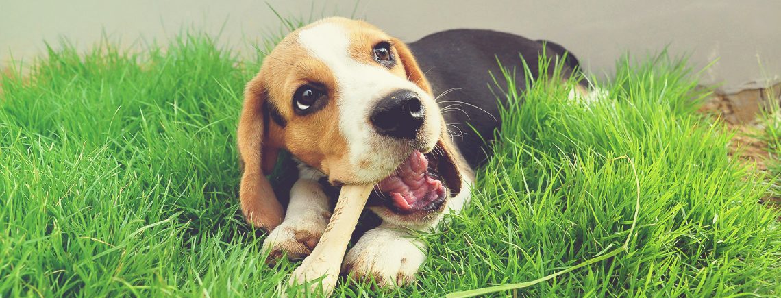 young beagle puppy chewing on bone toy in garden
