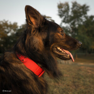 dog with red coastal collar outside