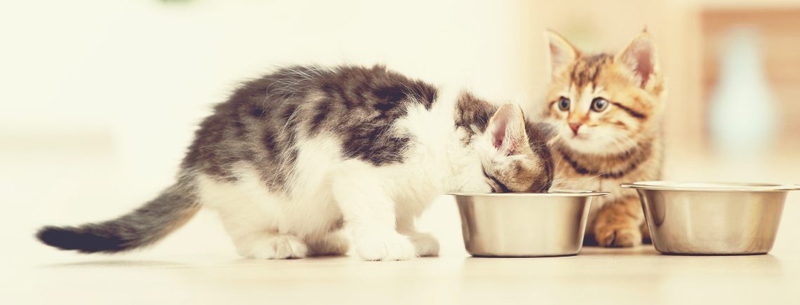 Kittens eating from feeding bowl on the floor