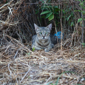 Feral cat sitting at edge of woods after TNR