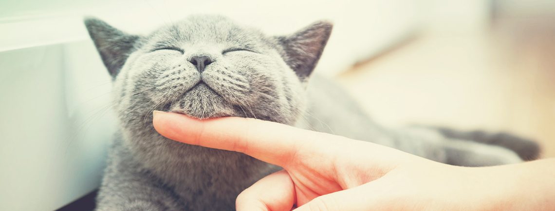 Happy kitten cat likes being stroked by woman's hand. The British Shorthair