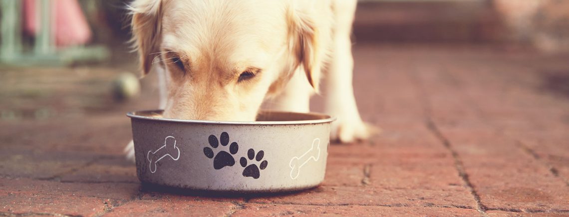 golden retriever dog eating out of a bowl of food