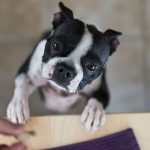 Overhead view of female black and white Boston Terrier begging for dog treat held in human hand.