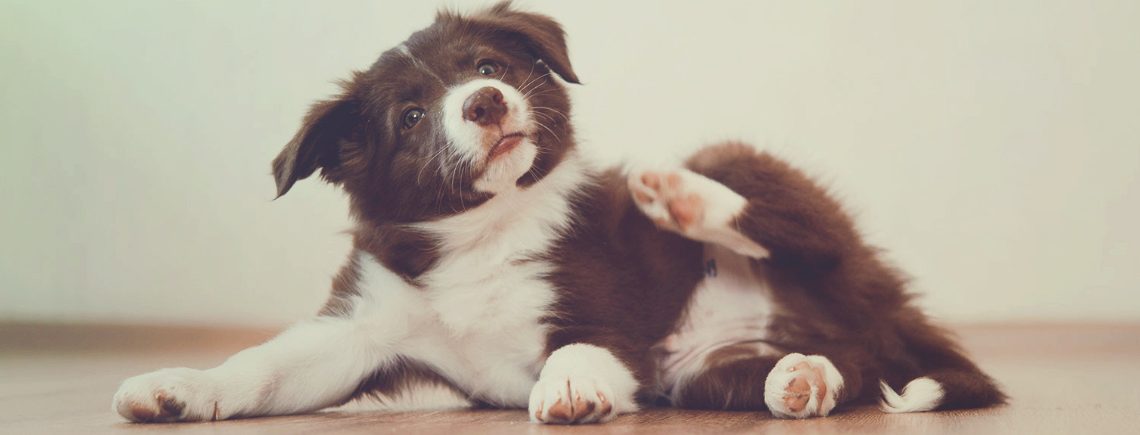 border collie puppy scratching himself because of fleas on white background