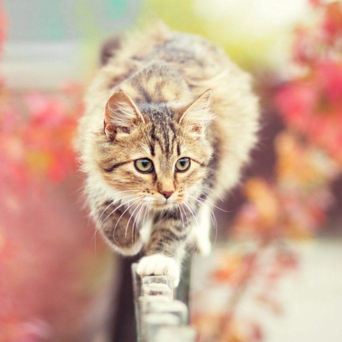 cat walking on a fence outside exploring a garden in front of red autumn leaves