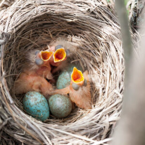 Baby nestling birds. Nest of a bird in the nature.