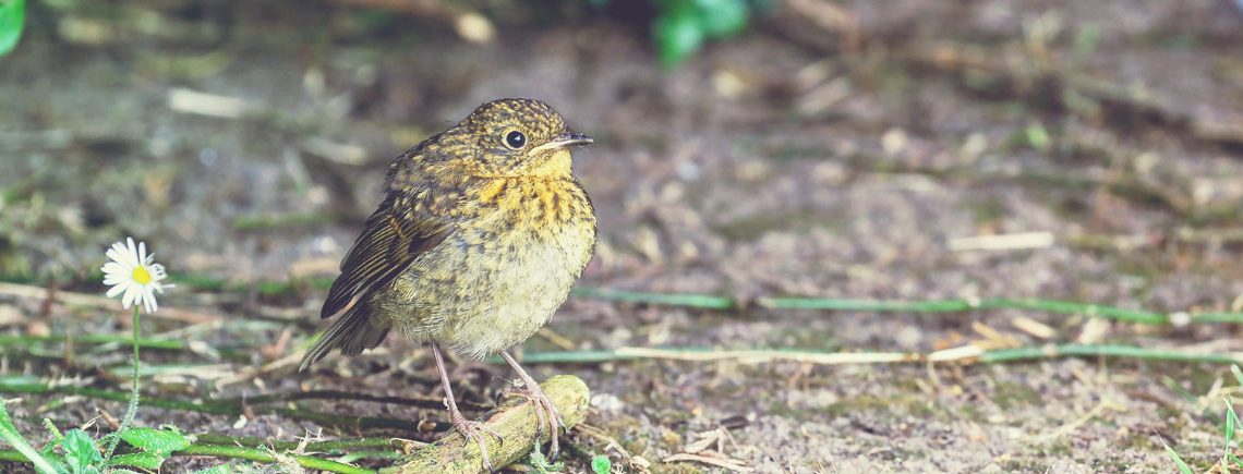 Cute baby robin bird, young fledgling chick, stands on twig on ground beside daisies.