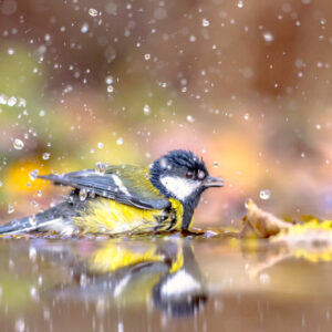 Garden bird Great tit (Parus major) bathing and splashing in water with yellow autumn leaves in warm colors