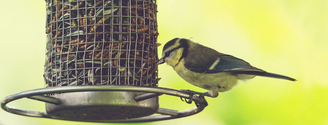 bird eating from food feeder