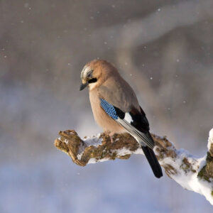 bird in winter bird on tree branch during winter