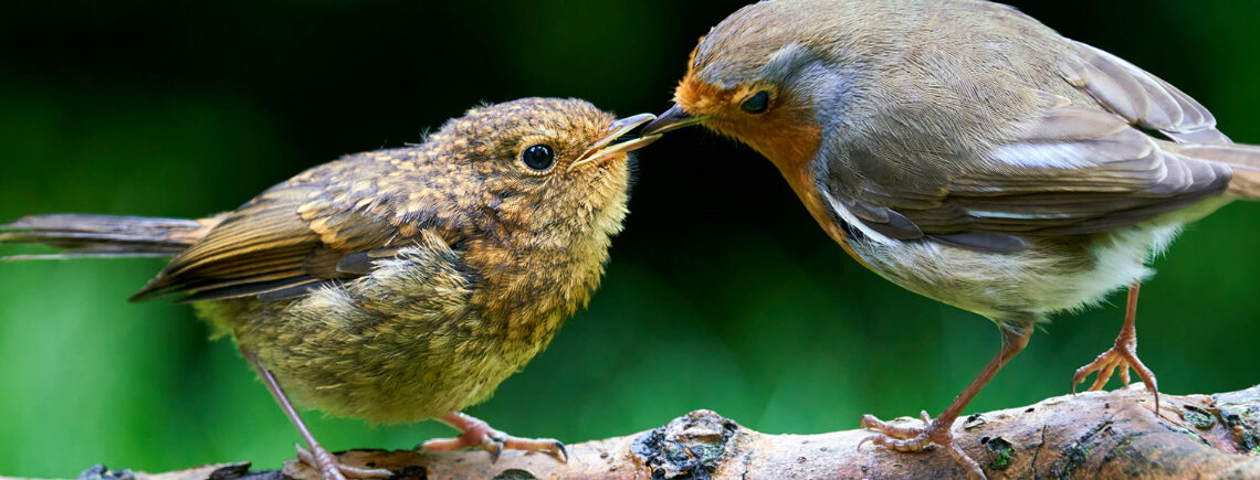 two garden birds in ireland on a tree kissing